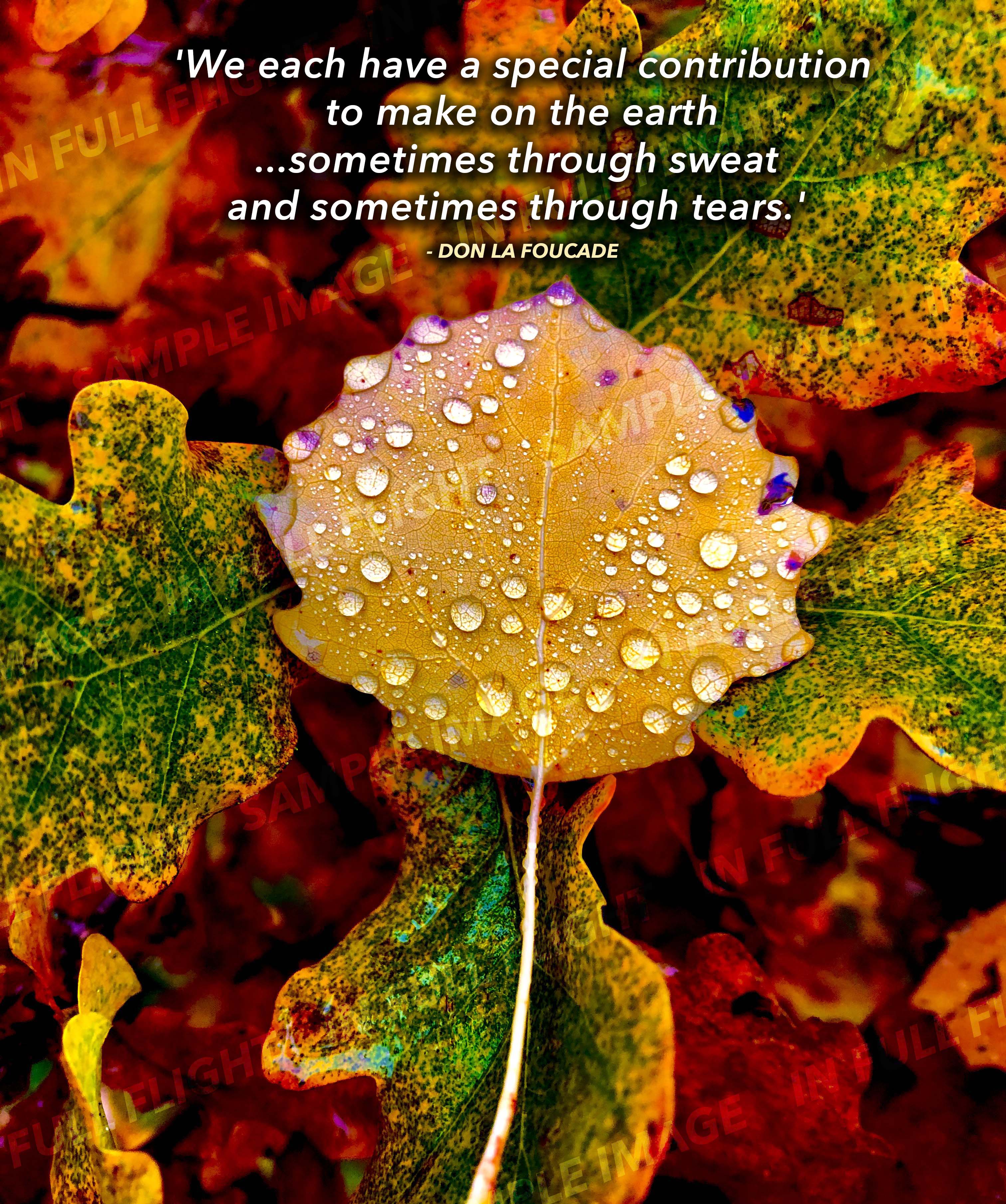 Sweat and Tears