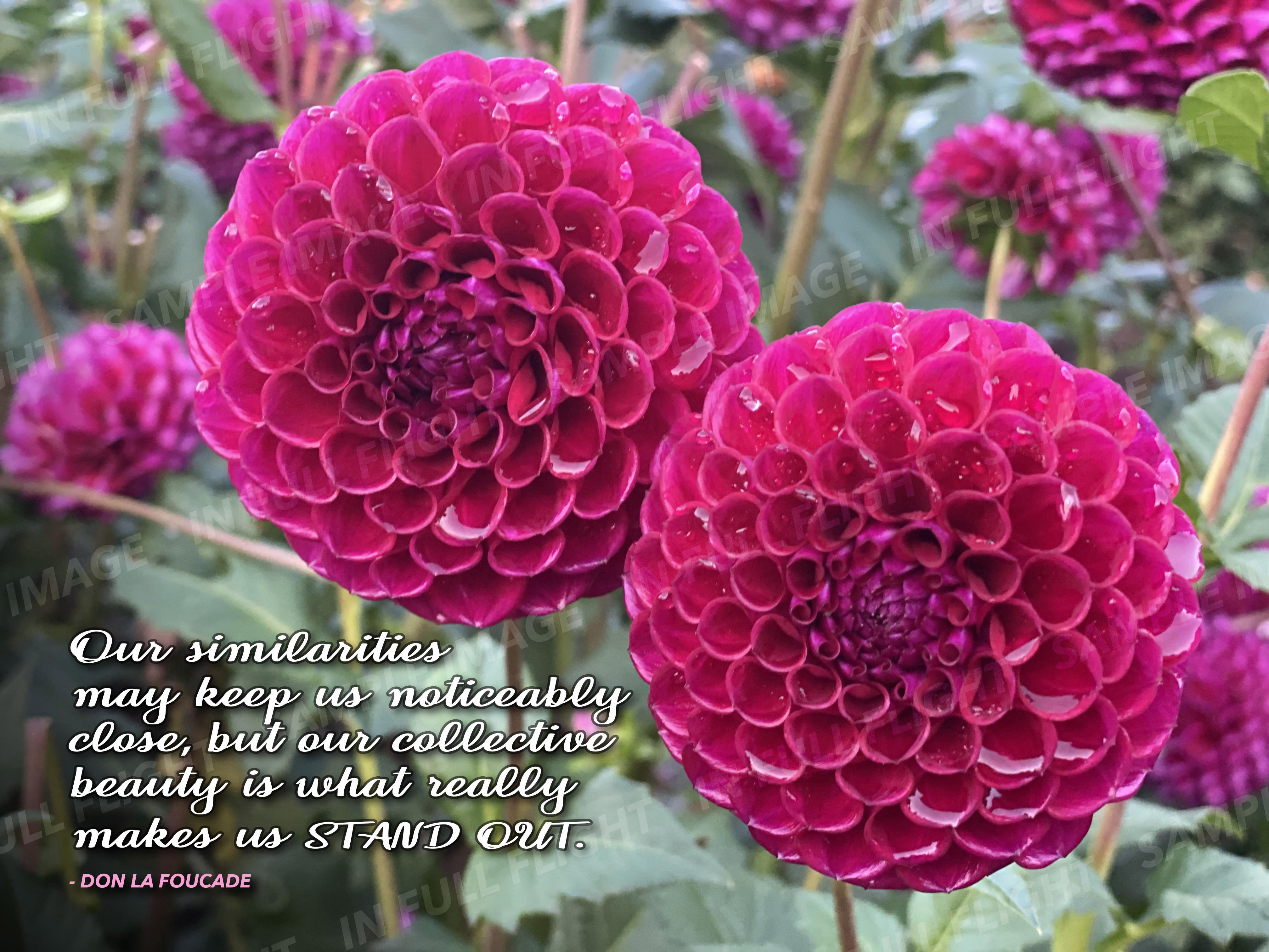 Collective Beauty